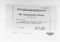 Camarosporium coluteae image